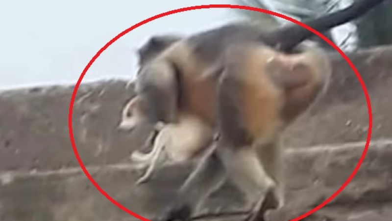 Отмъстителните маймуни убийци изхвърлиха стотици кучета от покривите на сгради, подгониха и хората ВИДЕО