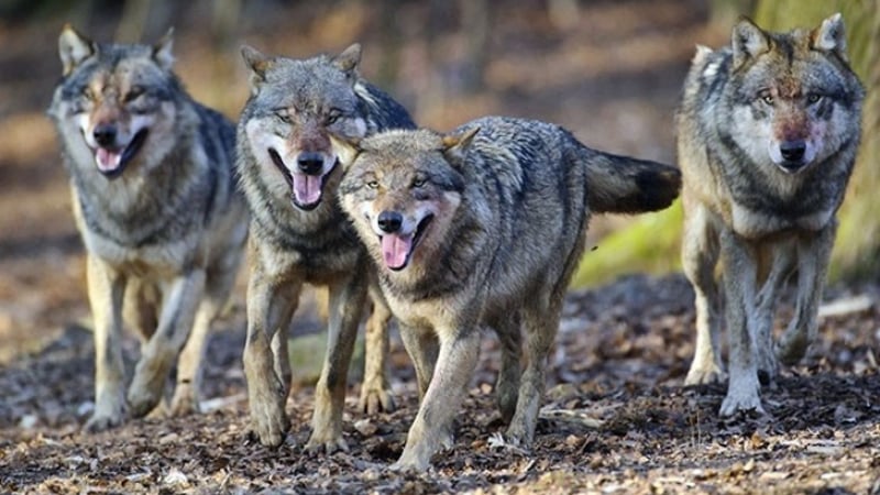 Глутница вълци избяга от зоологическа градина 