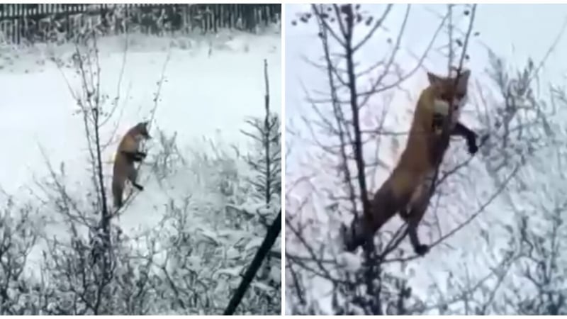 Лисица се качи на дърво, за да се почерпи с плодовете му ВИДЕО