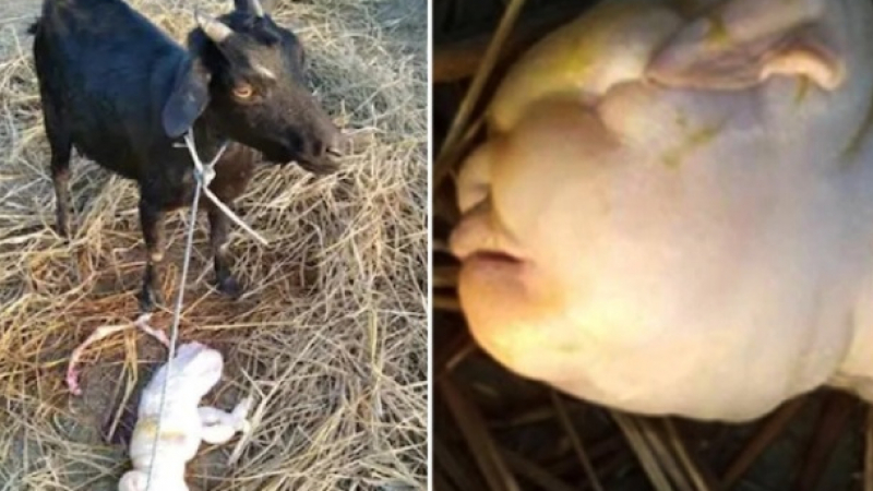 Истински ужас: Коза роди „хуманоидно дете“ с лице като бебе СНИМКИ 18+