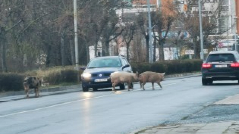 Невиждана гледка в Слънчев бряг насред зимата СНИМКА