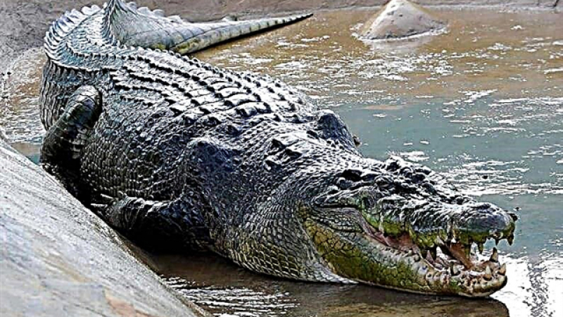 Мъж пребори три крокодила с голи ръце 