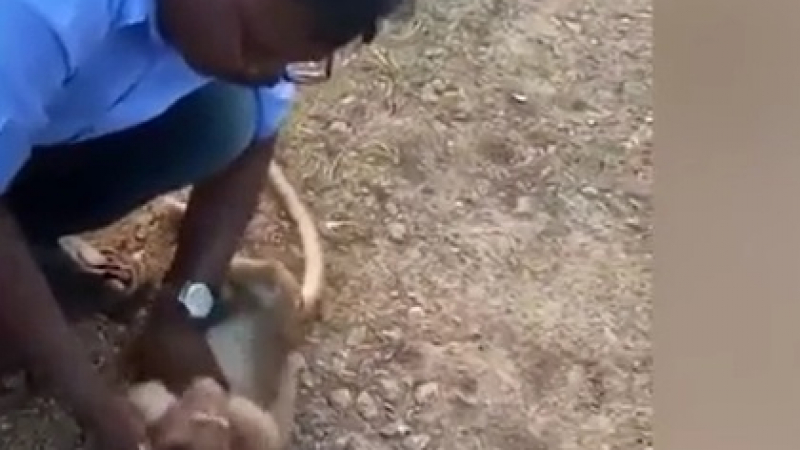 Таксиджия спаси маймуна, разкъсана на парчета от кучета, като й прави сърдечен масаж ВИДЕО