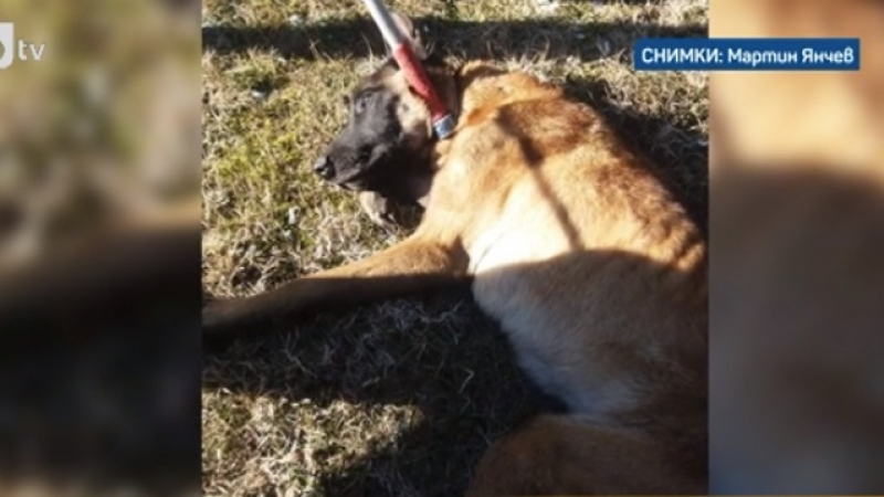 Жестокост: Откриха оковано куче на Околовръстното на София, изтезавали го няколко седмици ВИДЕО