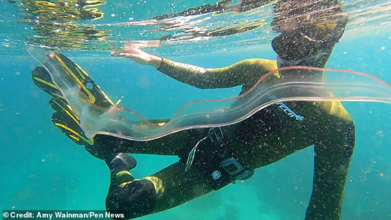Дайвърка срещна под водата странно прозрачно същество ВИДЕО