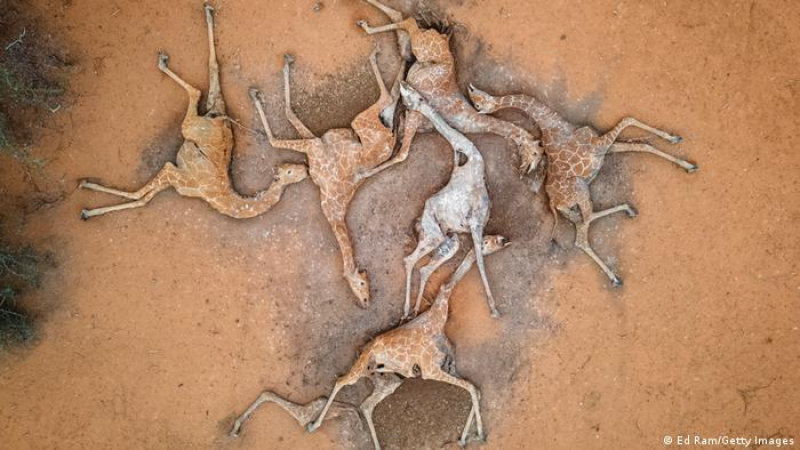 Жирафи измират като пилци, а хората колабират от глад