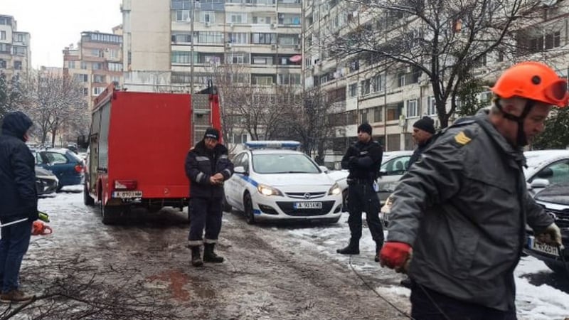 Дърво смаза две коли и едва не рани човек в Бургас