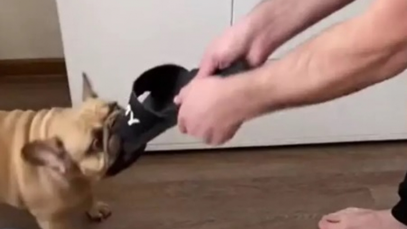 Гениално: Мъж показа как да научите кучето си да не дъвче обувки ВИДЕО