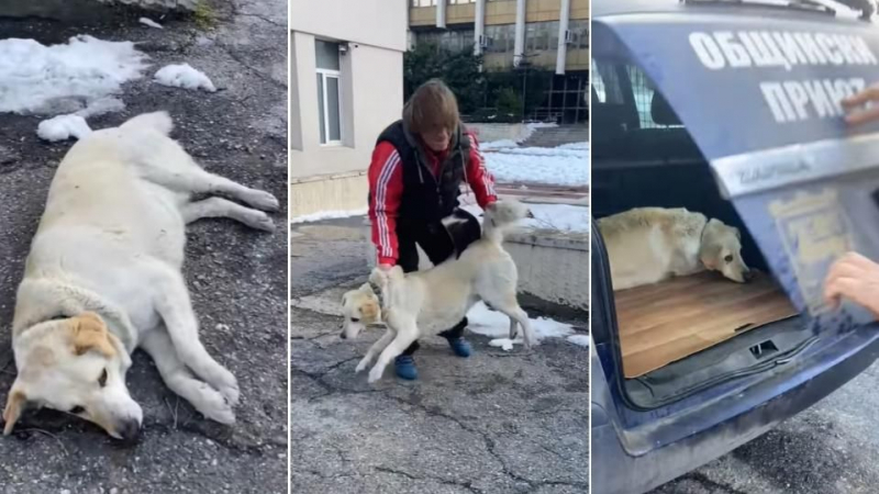 Упоявали и събирали в багажник бездомни кучета заради Радев и Петков ВИДЕО