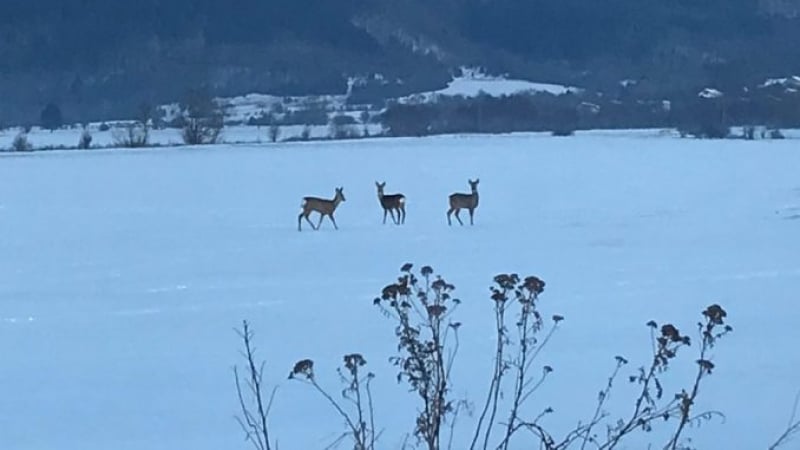 Необичайно! Вижте какво се случва със сърните в Трънско