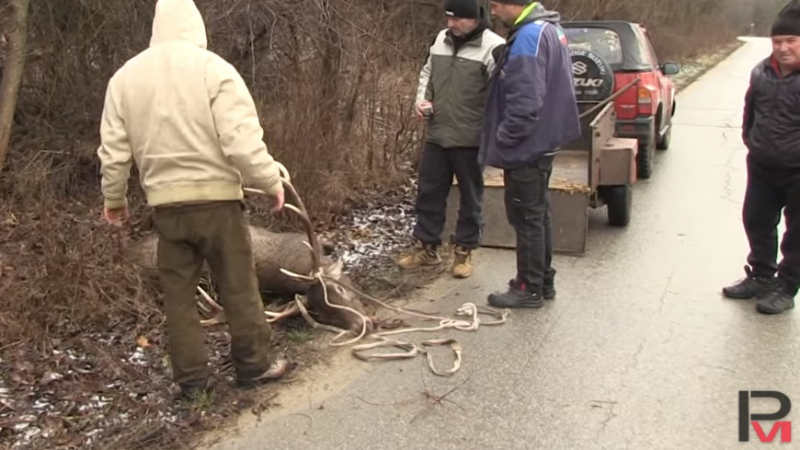 Красив 200-килограмов елен се вряза в автобус в Русенско и... ВИДЕО