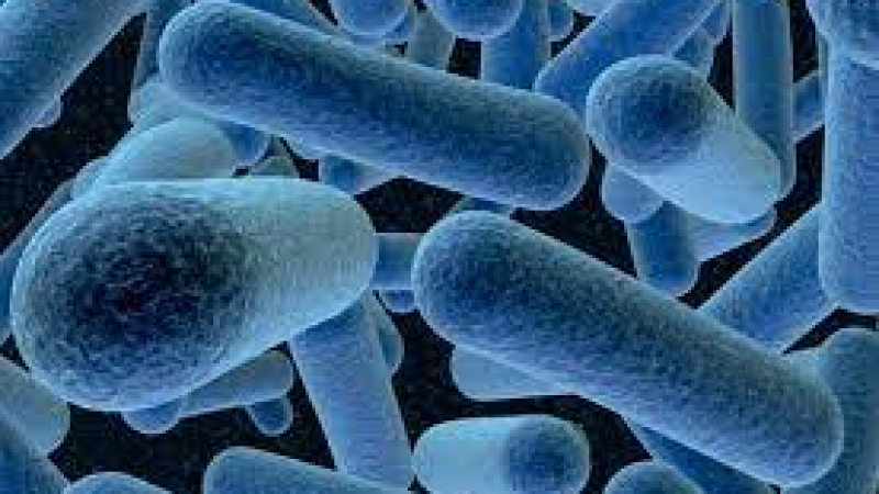 Бактерията Лактобацилус, която всички ядем в киселото мляко, е вредна за...