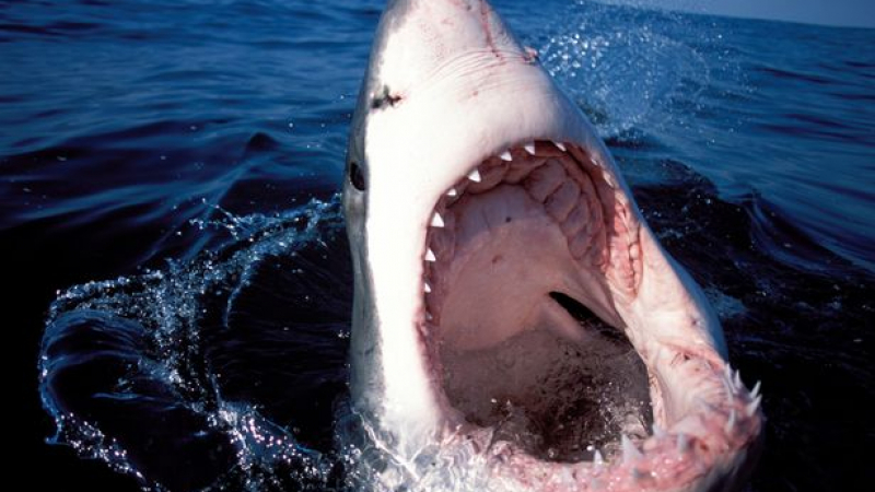 Заснеха първата смъртоносна бяла акула във водите на Великобритания СНИМКИ