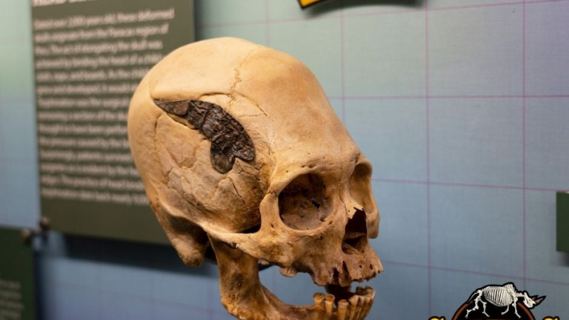 Чипират ни от хиляди години! Мистериозен череп потресе учените СНИМКИ