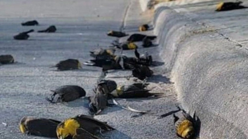 Мистерия: Безброй птици внезапно паднаха мъртви от небето ВИДЕО 18+