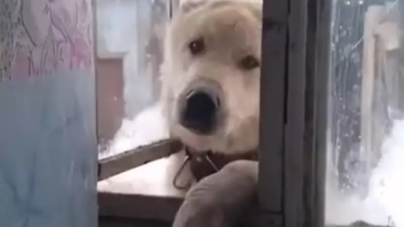 Куче, което прилича на бяла мечка, покори интернет ВИДЕО