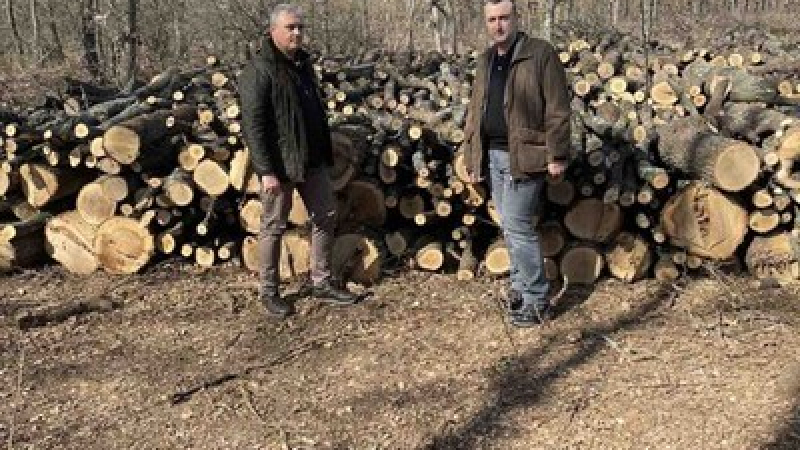 Министерството на земеделието очаква 70-75 лв. за кубик дърва за огрев с включен транспорт