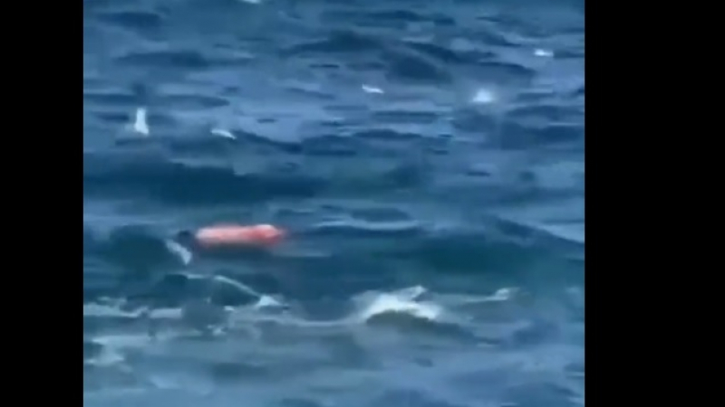 Зловещо ВИДЕО 18+: Бяла акула разкъса плувец пред очите на плажуващи