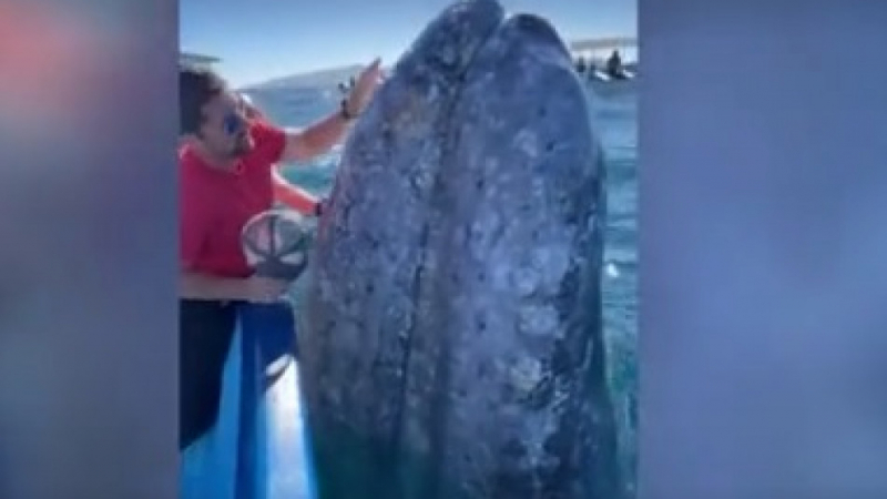 Уникално ВИДЕО: Огромен кит целуна туристи 