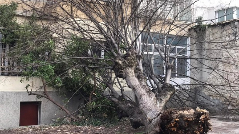 Дърво се срути върху жилищна сграда във Варна