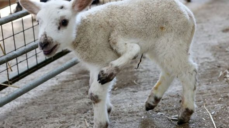 Агне с пет крака се пръкна в британска ферма ВИДЕО 