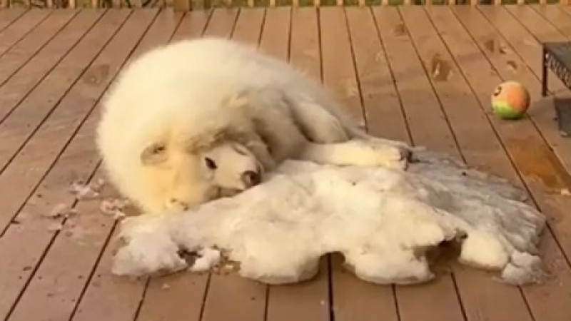 Куче, което се сбогува със снега, трогна мрежата ВИДЕО