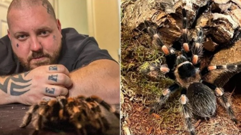 Англичанин живее със 120 тарантули: Те промениха живота ми ВИДЕО