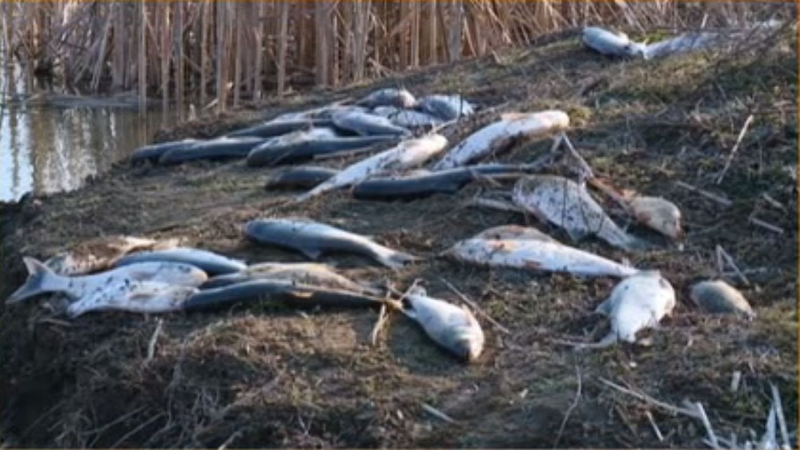 Горещи новини за екологичната катастрофа с 20 тона мъртва риба край Аксаково