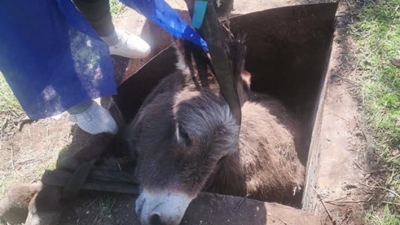 Такава зрелищна акция заради магаре не се вижда всеки ден ВИДЕО 