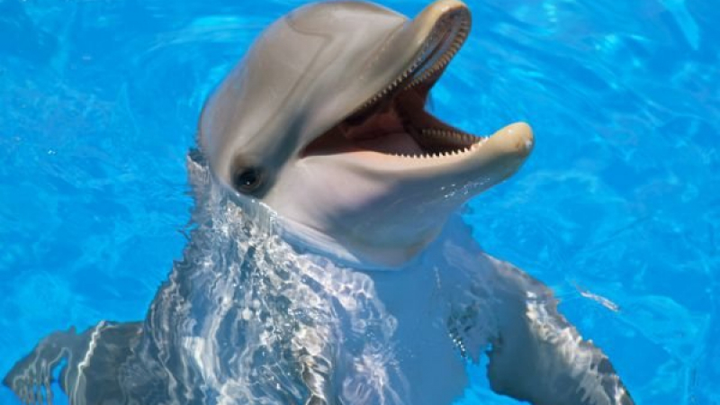 Потрес: Туристи опитаха да яхнат делфин и го убиха