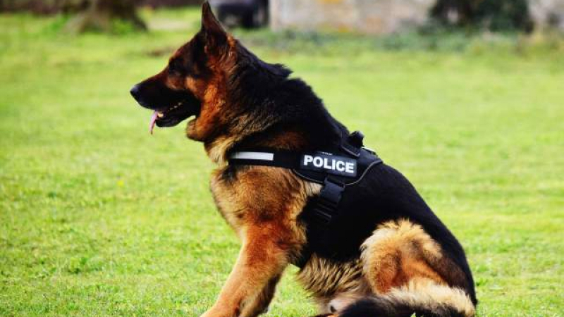 Скандално: Човек ухапа полицейско куче