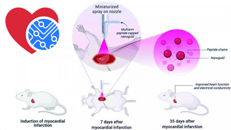 Технология със златни наночастици лекува болно сърце