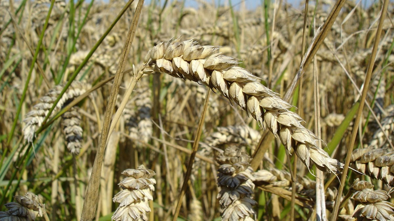 Как тази страна се превърна в ключов износител на пшеница?