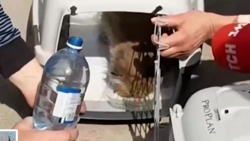 Чудо: Спасиха коте от бомбардирана сграда в Украйна ВИДЕО