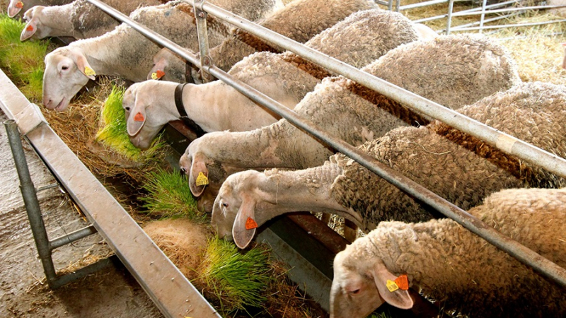 Пишлигари задигнаха 3 агнета и 7 овце от ферма, полицаи още търсят 5 от животните