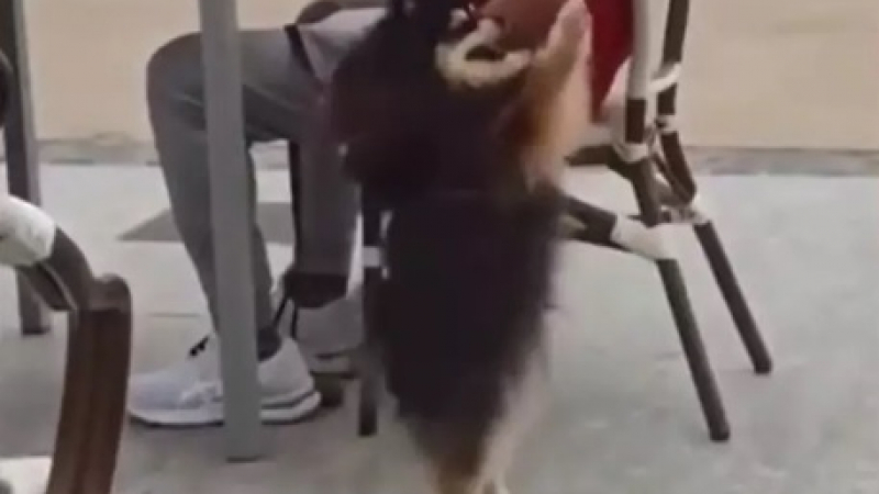 Куче повтори танца на момиче и моментално стана звезда в мрежата ВИДЕО