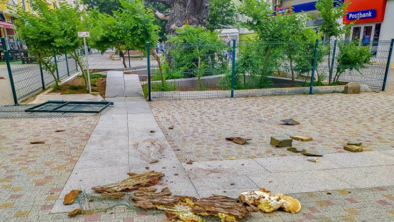 Тежко дрогиран се барикадира в корубата на вековно дърво в Сливен и стана страшно СНИМКА
