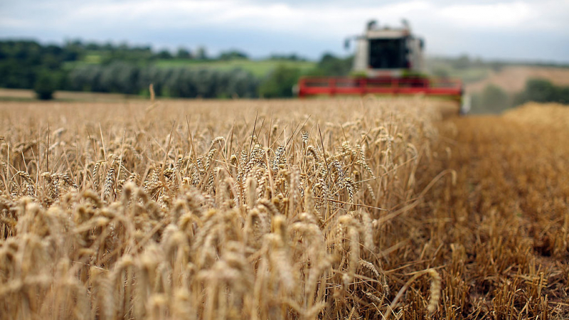 Скандал: Опасно за здравето украинско зърно, отгледано със забранени в ЕС препарати, залива България 