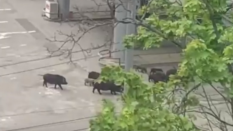  ВИДЕО от войната: Стада диви свине и сърни бродят из Харков 