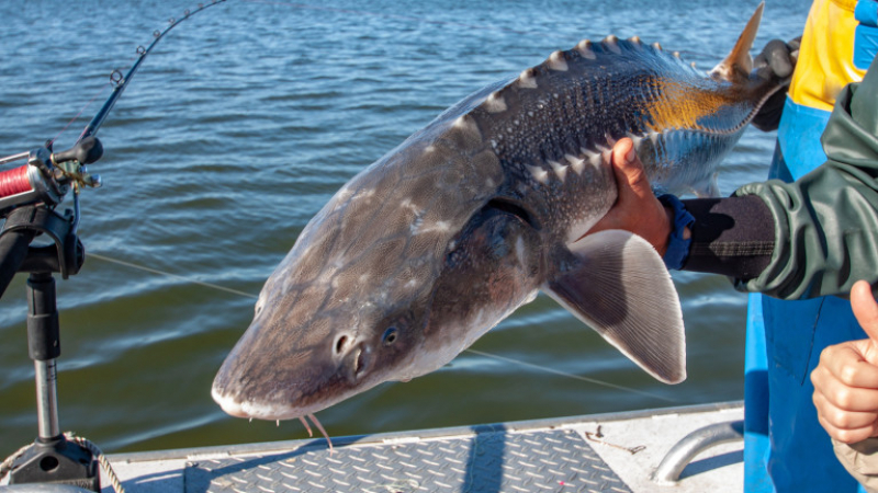 Бързи пари: Дават €10 000 нaгpaдa уловиш ли риба чудовище край Cилиcтpa