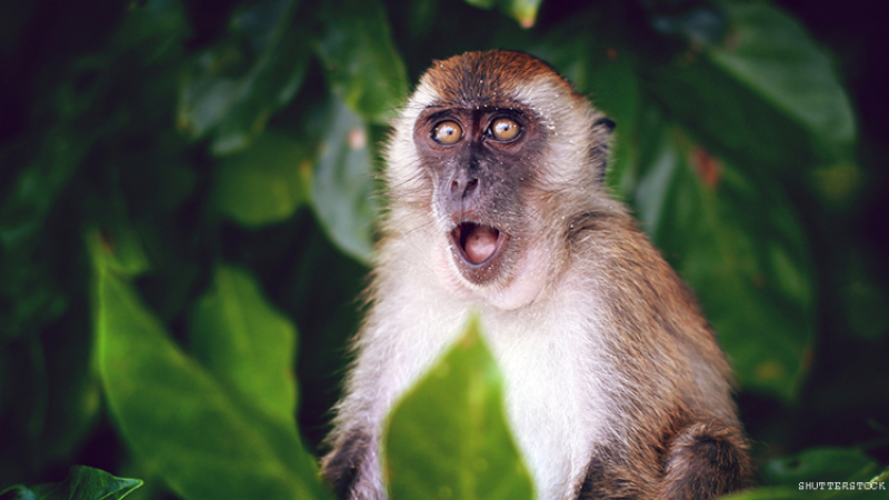 Ужасът се завръща! Белгия карантинира болните от маймунска шарка, всички грабят ваксини