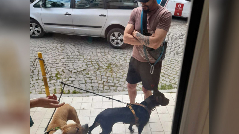 Грозно! Мъж насъска двата си питбула срещу бездомно куче в Бургас