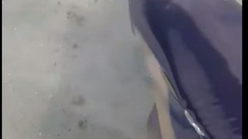 Прекрасно животно плува до хората на плаж във Варна ВИДЕО