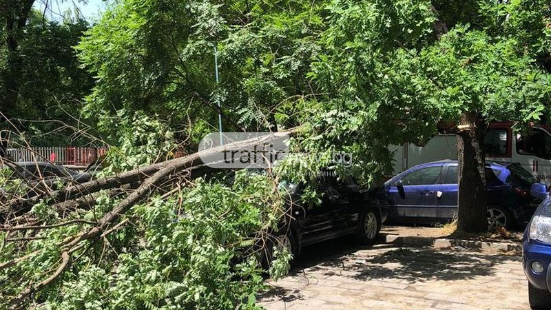 Кошмар в Пловдив! Дърво се разцепи и помля три коли СНИМКИ