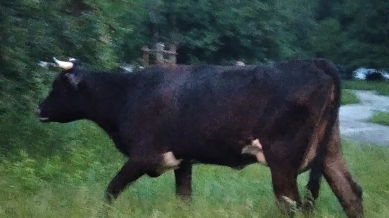 Пълен шок, говеда превзеха елитен столичен квартал СНИМКА