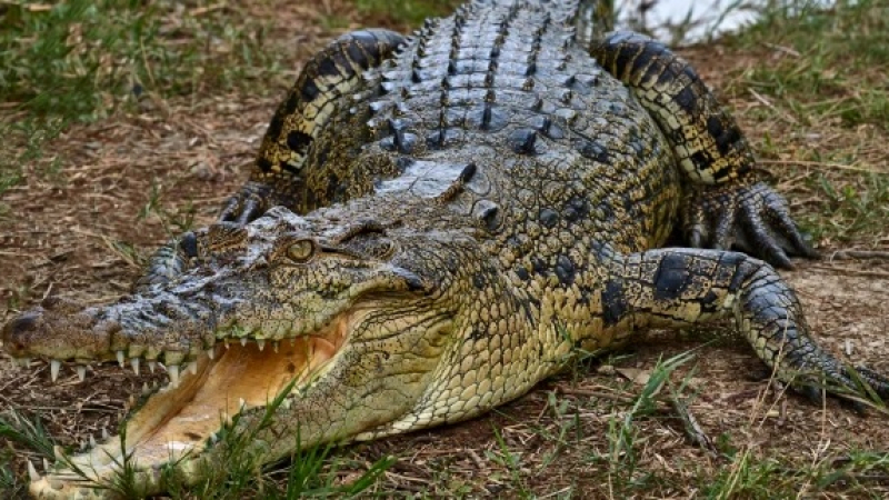 Ужас: Крокодил нападна мъж пред очите на близките му и го изяде СНИМКА