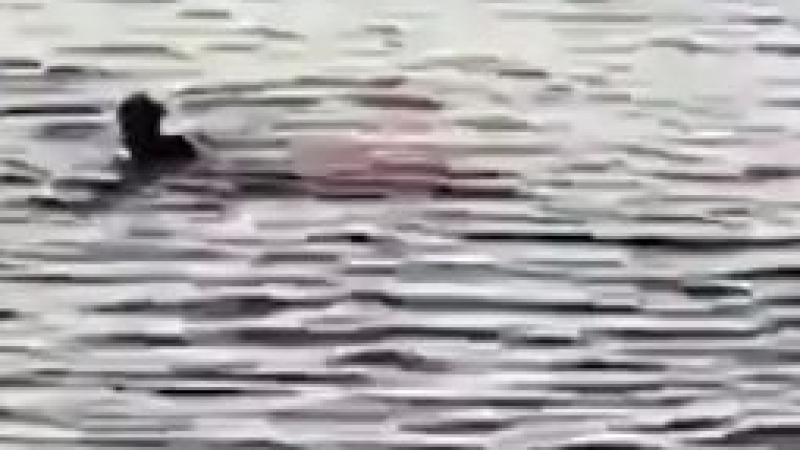 Акула уби 68-г. австралийка пред очите на десетки туристи в Египет ВИДЕО 18+