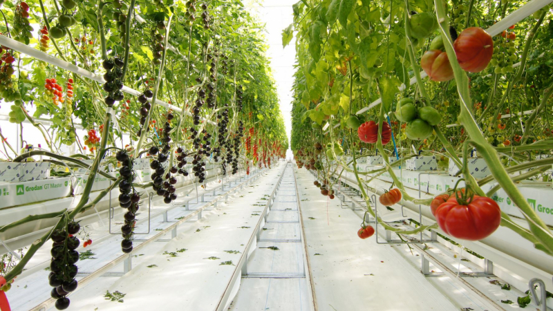 Български производители се запознаха с иновациите в отглеждането на домати в Нидерландия