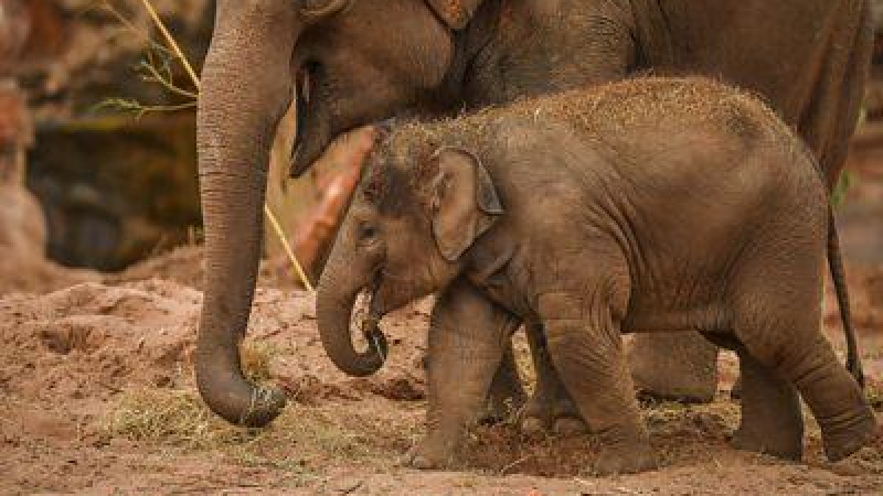 Добрата новина: Задружна дружина спаси малко слонче и майка му ВИДЕО