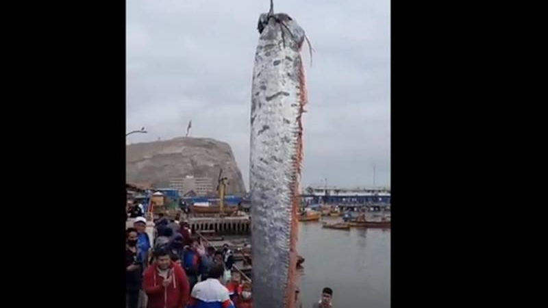 Чилийски рибари уловиха морска твар - "предвестник на бедствия" ВИДЕО